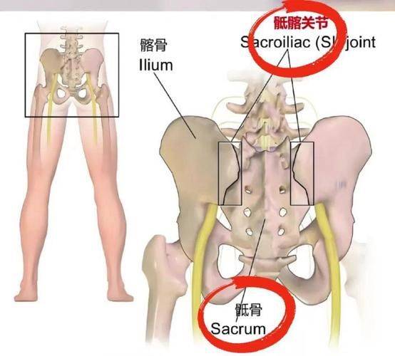 The way to rebuild the bone