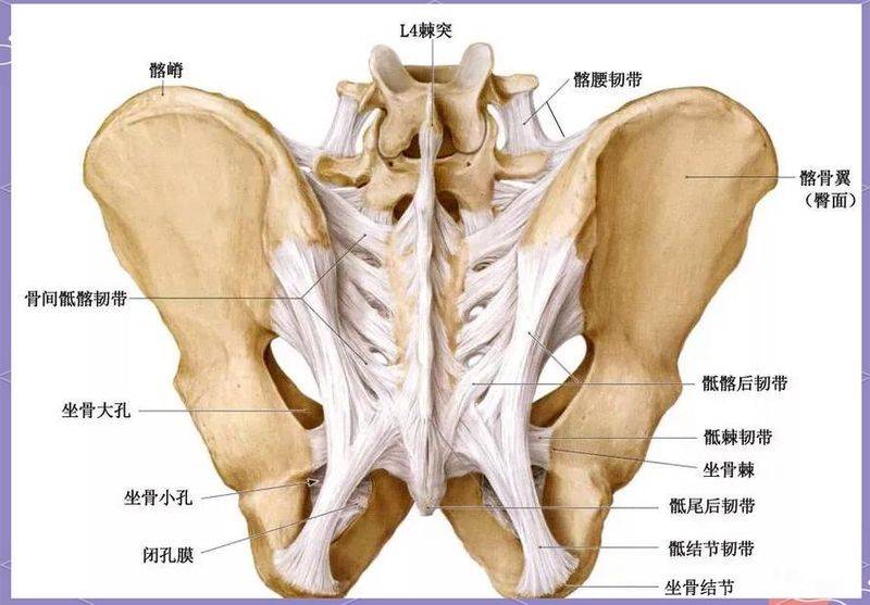 The way to rebuild the bone