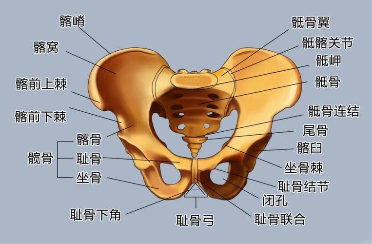 The way to rebuild the bone