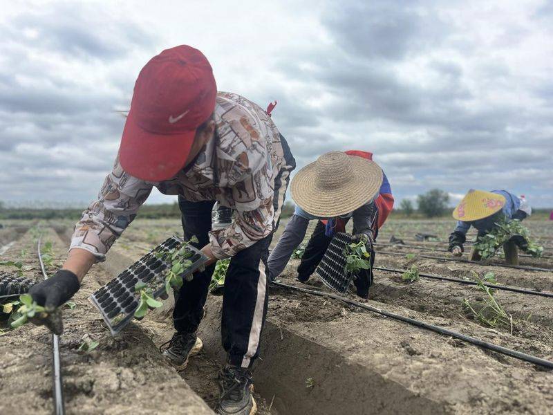 Video of the method of planting broccoli