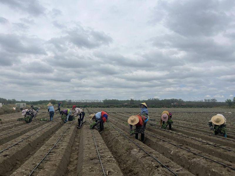 Video of the method of planting broccoli