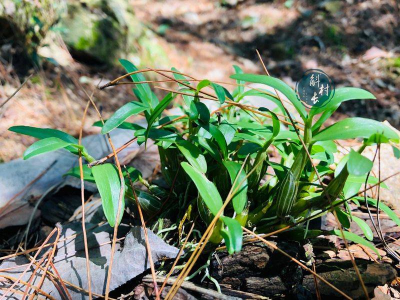 The method of family plant cultivation