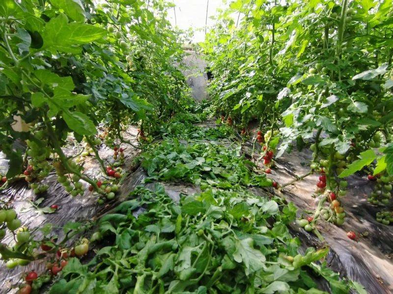 The method of planting the fruit of the holy virgin
