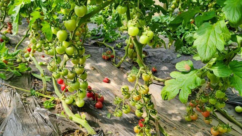 The method of planting the fruit of the holy virgin