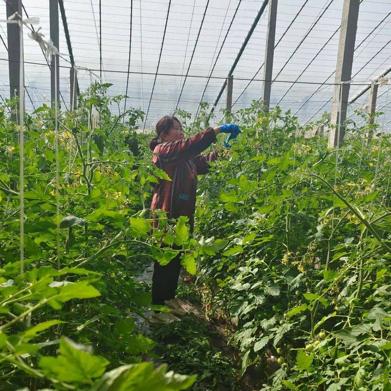 The method of planting the fruit of the holy virgin