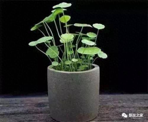 The method of family plant cultivation