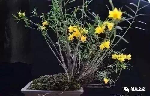 The method of family plant cultivation