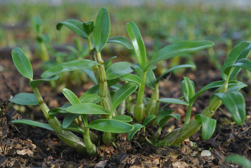 The method of family plant cultivation
