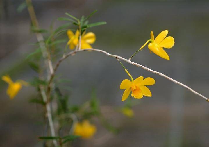 The method of family plant cultivation