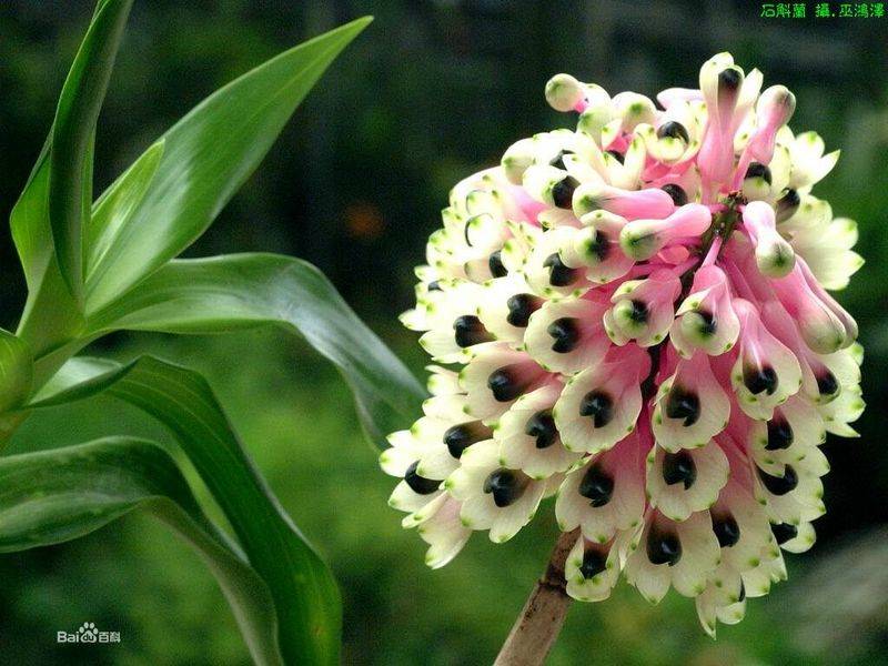 The method of family plant cultivation