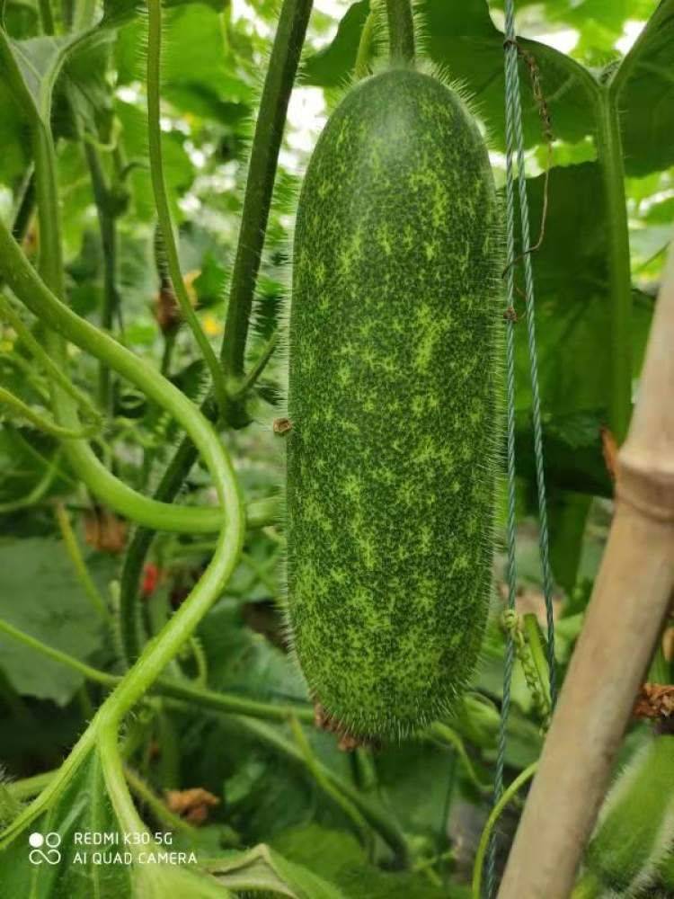 Cultivation methods