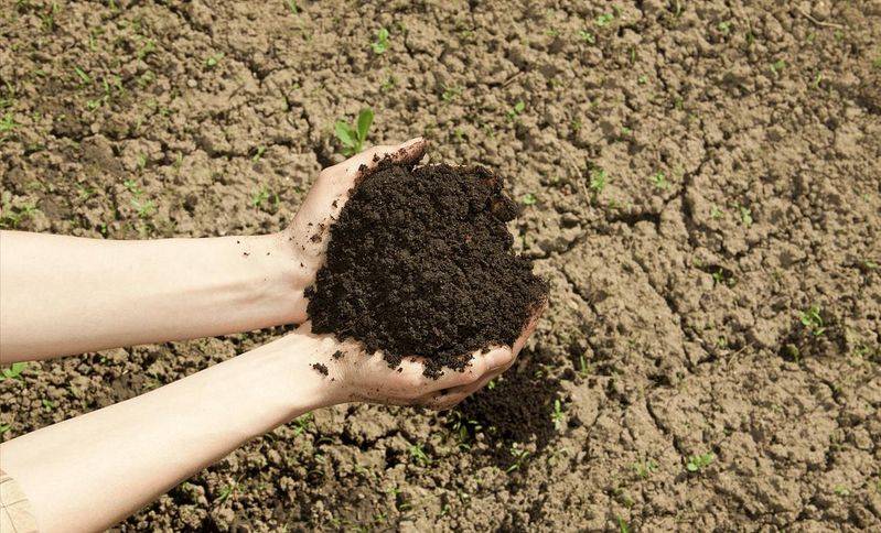 Video of dryland lotus plantation technology