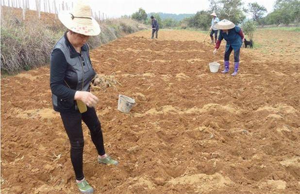 Video of dryland lotus plantation technology