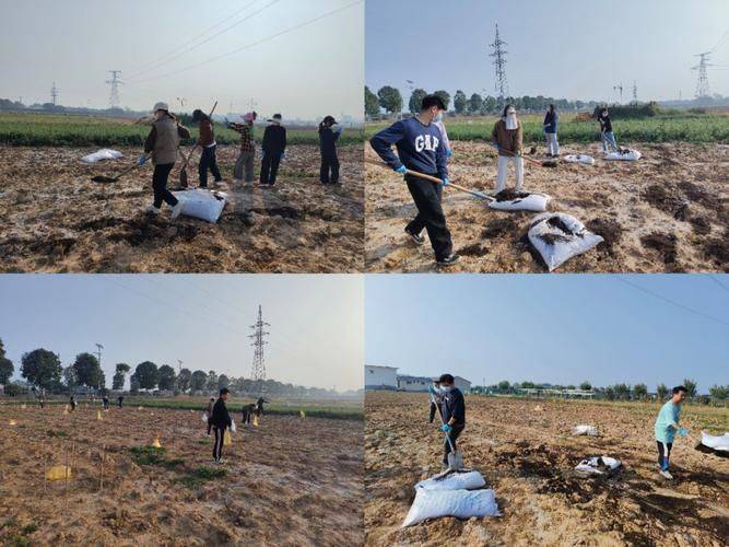 Video of dryland lotus plantation technology