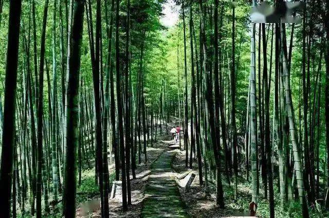 赤水金钗石斛种植技术
