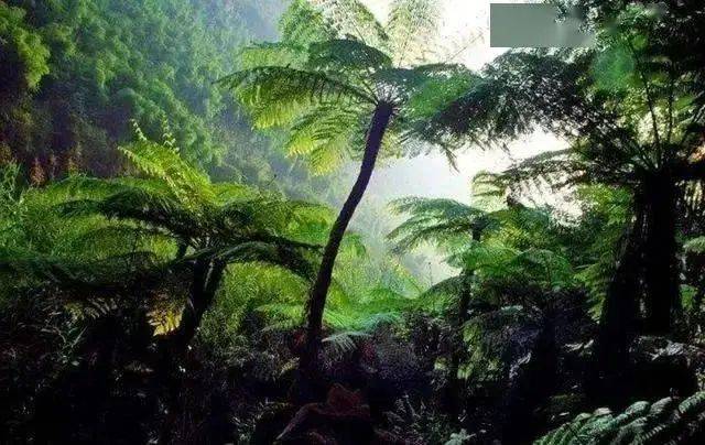 赤水金钗石斛种植技术