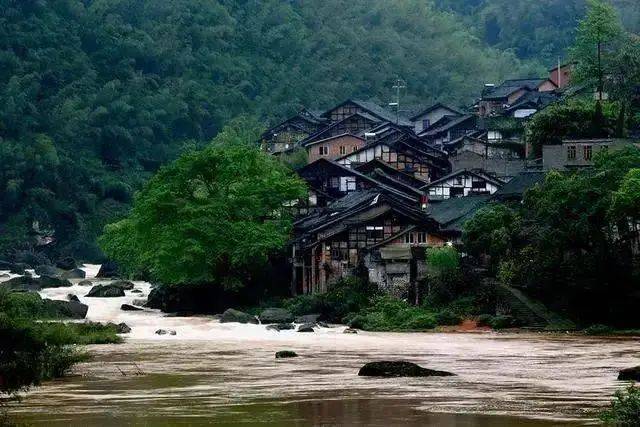 赤水金钗石斛种植技术