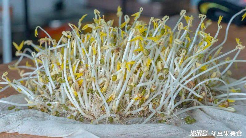 How green bean sprouts grow