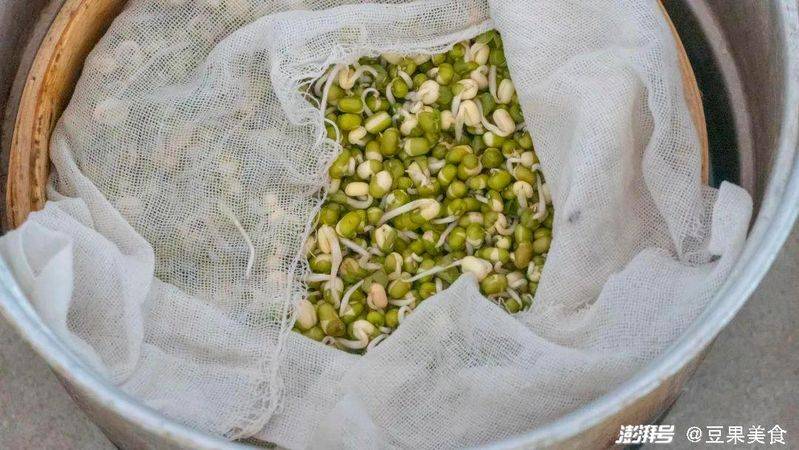 How green bean sprouts grow