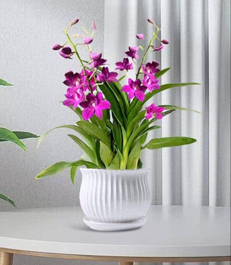 The method of family plant cultivation