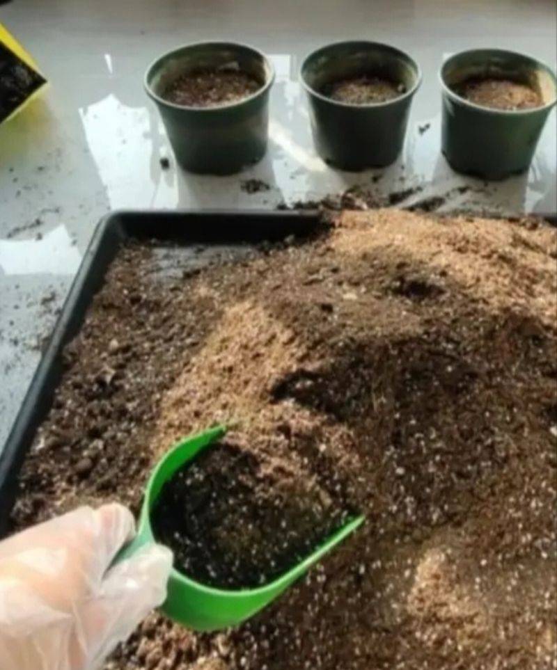 The method of family plant cultivation