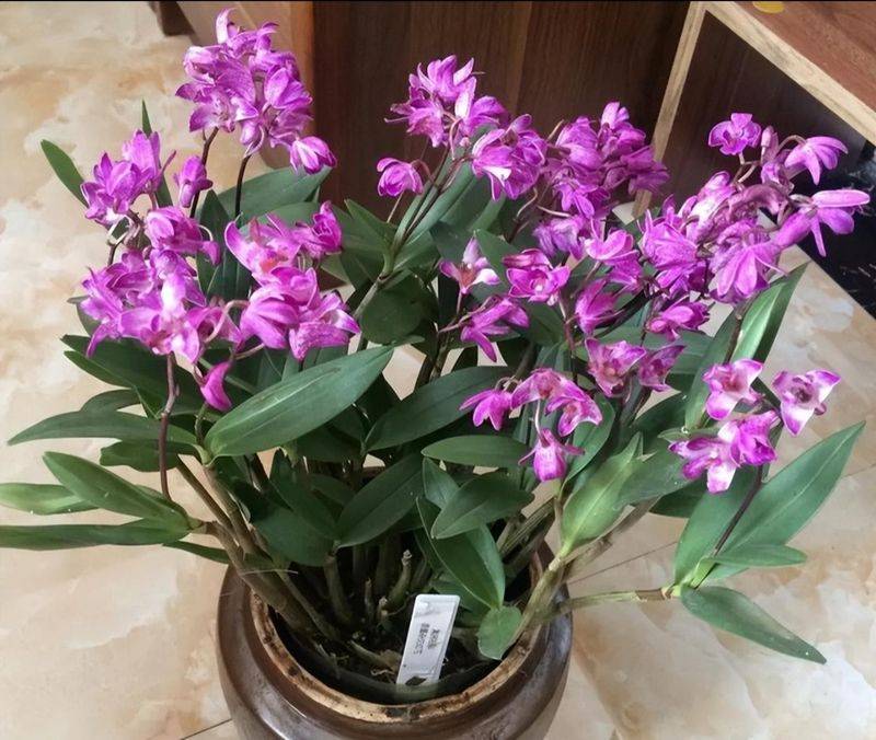 The method of family plant cultivation