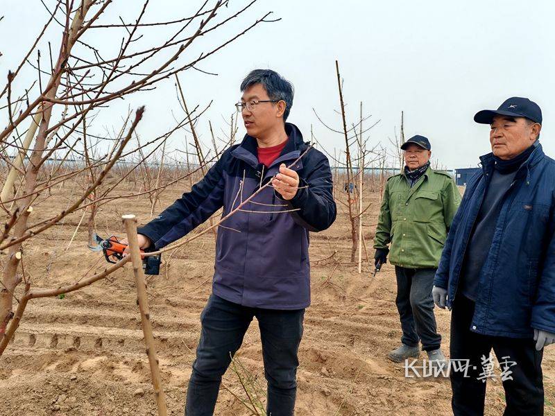 Peach tree planting techniques and management