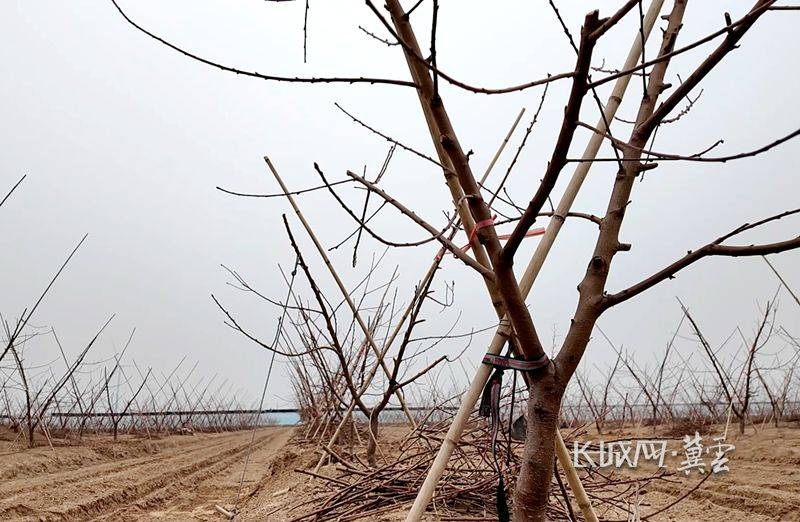 Peach tree planting techniques and management