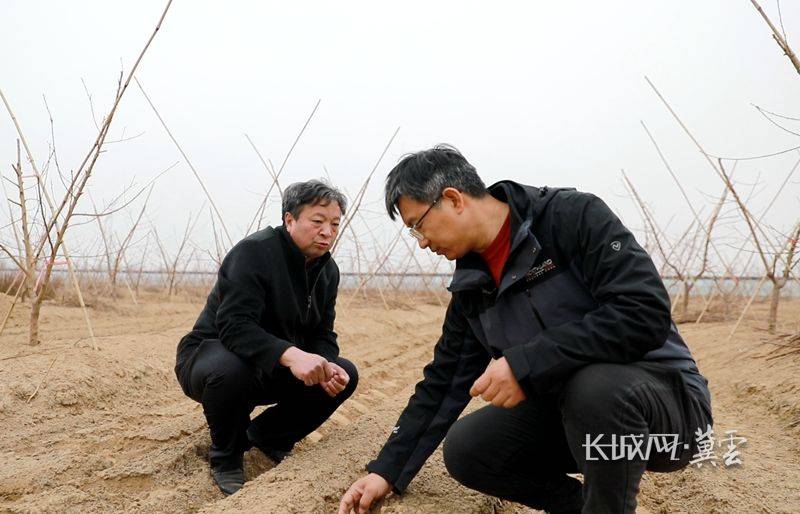 Peach tree planting techniques and management