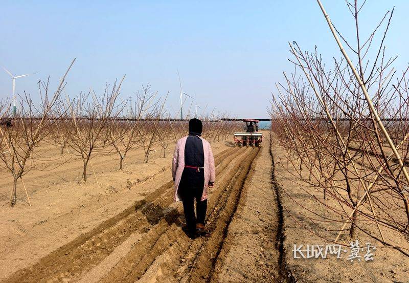 Peach tree planting techniques and management