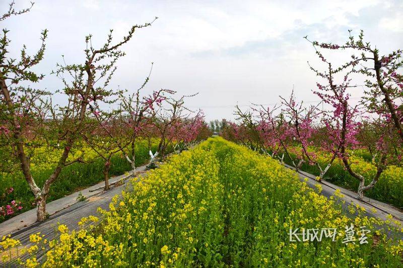 Peach tree planting techniques and management