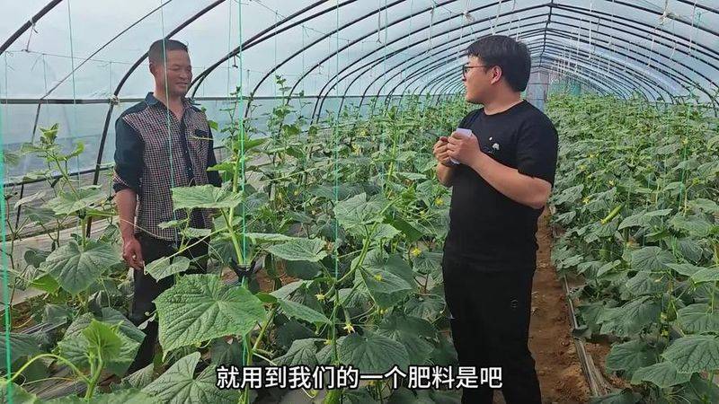 Autumn cucumber plantation technology