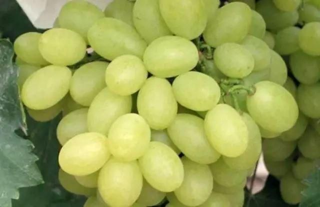 葡萄酒文化常识