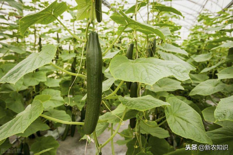 Autumn cucumber plantation technology