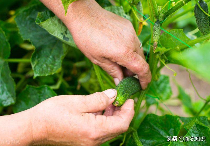 Autumn cucumber plantation technology