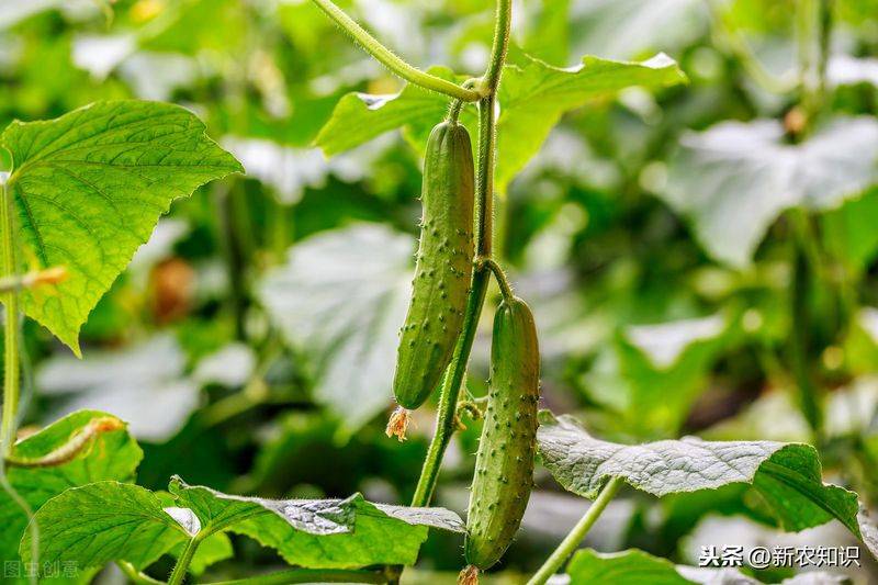 Autumn cucumber plantation technology
