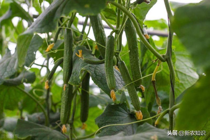 Autumn cucumber plantation technology