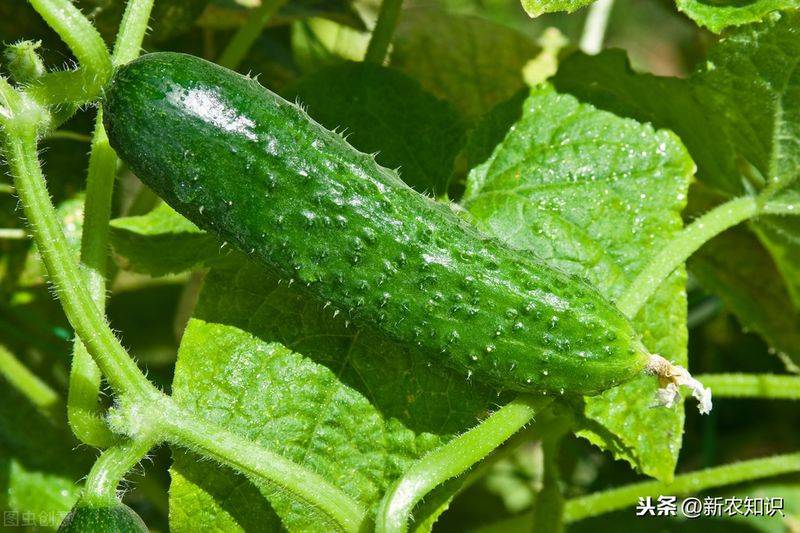 Autumn cucumber plantation technology