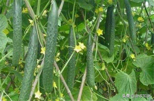 Autumn cucumber plantation technology