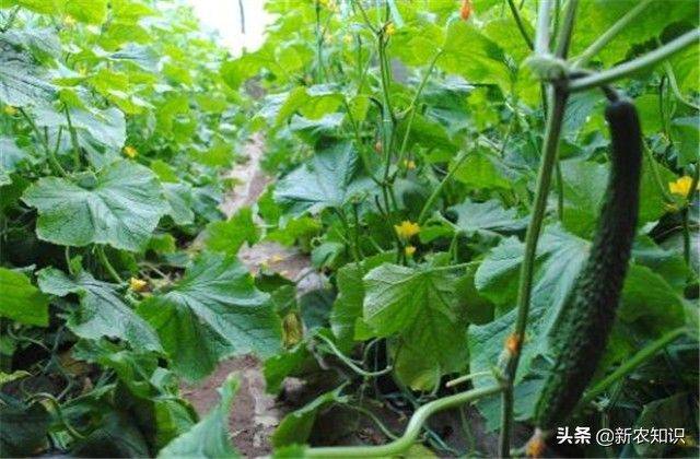 Autumn cucumber plantation technology