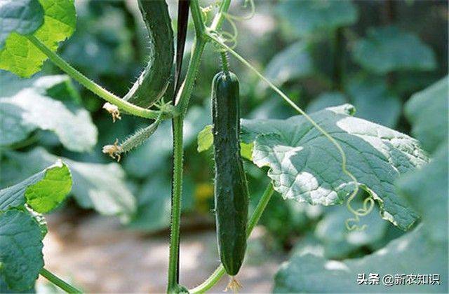Autumn cucumber plantation technology
