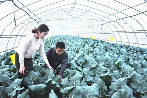 Video of the method of planting broccoli