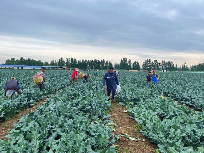 Video of the method of planting broccoli