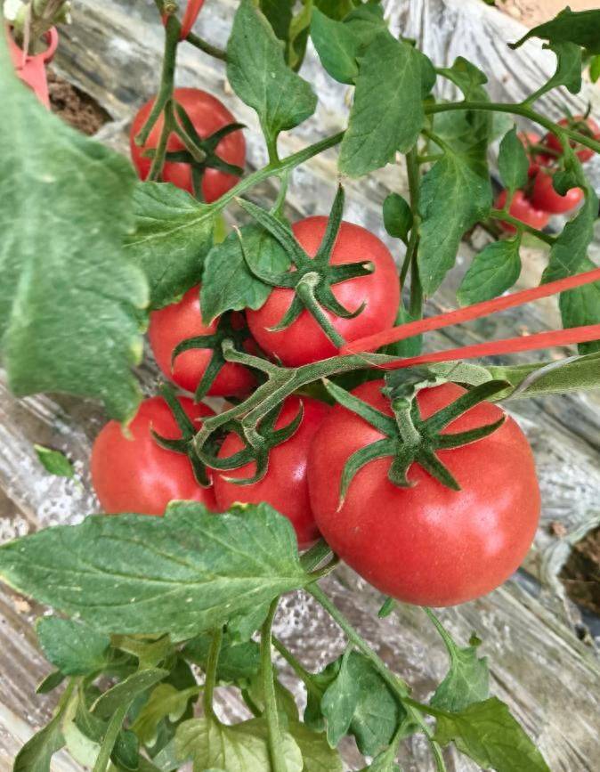 冬季西红柿种植技术