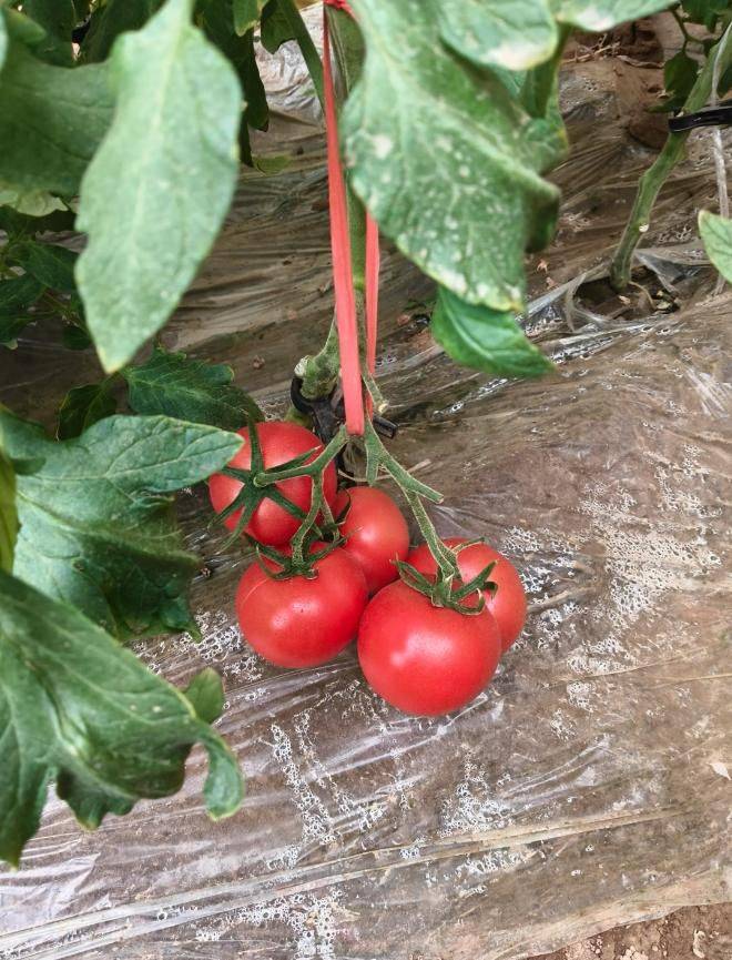 冬季西红柿种植技术