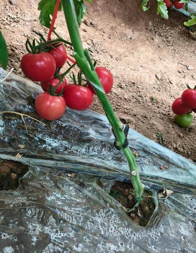 冬季西红柿种植技术