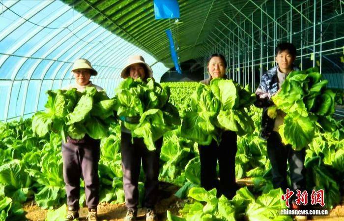 Technology for growing cabbage
