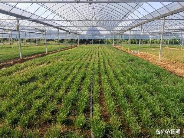 Video of dryland lotus plantation technology