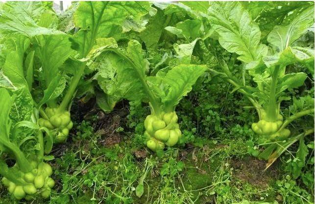 Video of dryland lotus plantation technology