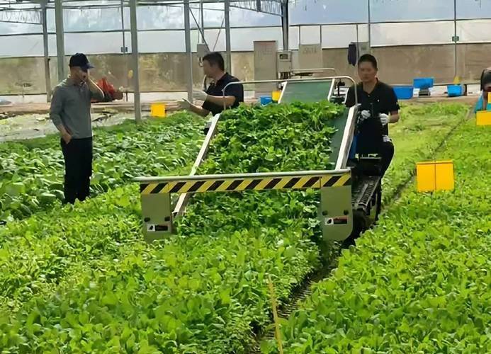 Video of dryland lotus plantation technology